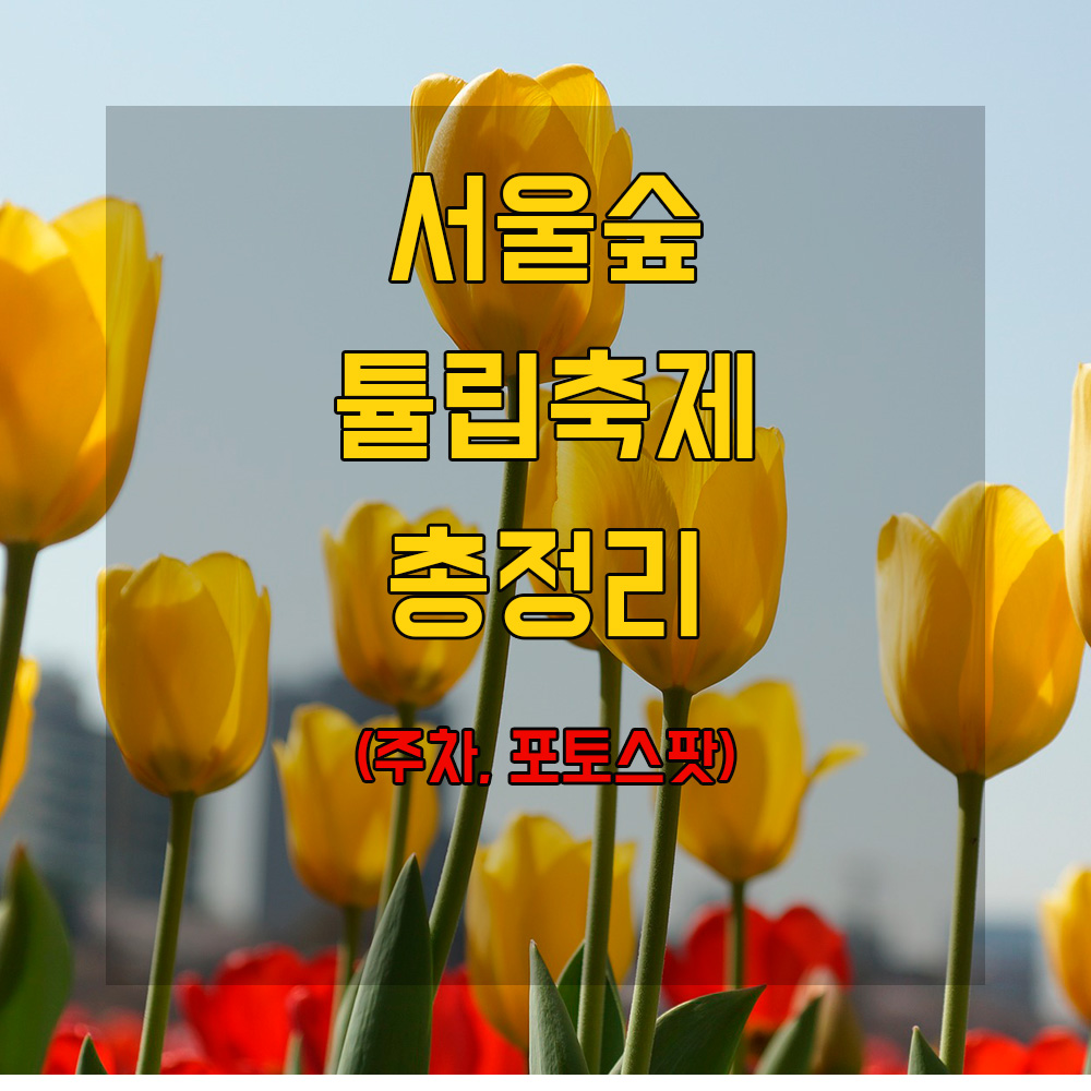 튤립 축제